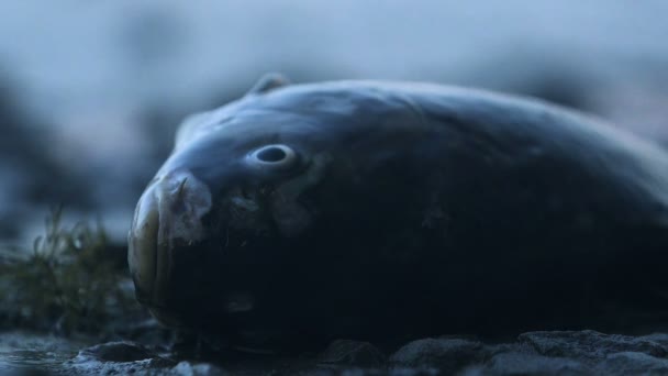 Poissons Morts Bord Mer Problèmes Environnementaux Mondiaux Pollution Gros Plan — Video