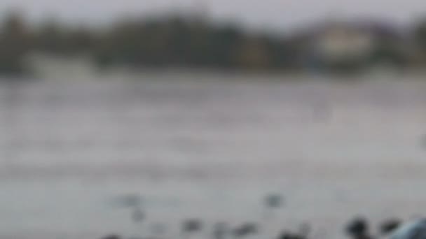 Pesci Morti Sulla Costa Disastro Ambientale Inquinamento Idrico Ecologia — Video Stock