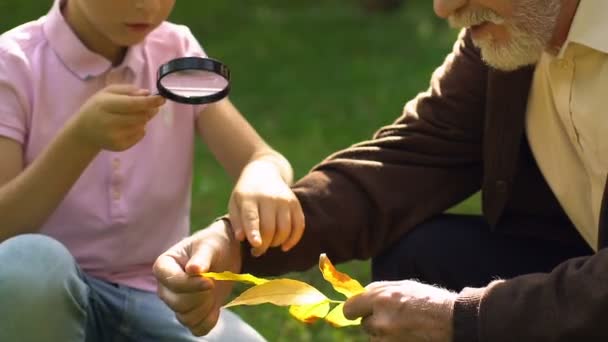 Niño Estudiando Hojas Través Lupa Con Abuelo Parque — Vídeos de Stock