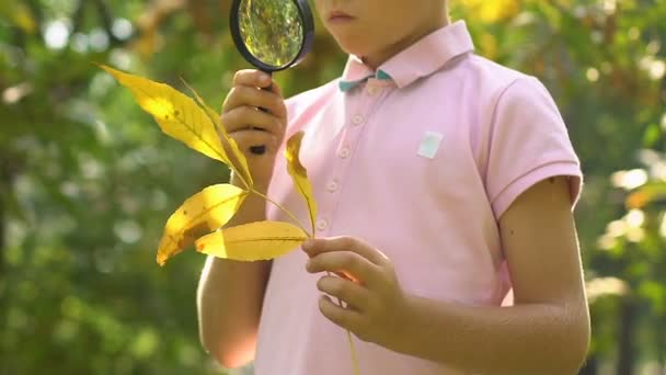 Doğa Öğrenme Yaprak Büyüteç Camı Üzerinde Arıyorsunuz Küçük Meraklı Çocuk — Stok video