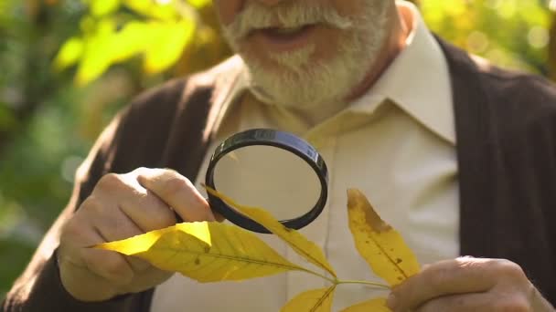 Stary Człowiek Ciekawy Patrząc Liść Przez Szkło Powiększające Projekt Naukowy — Wideo stockowe