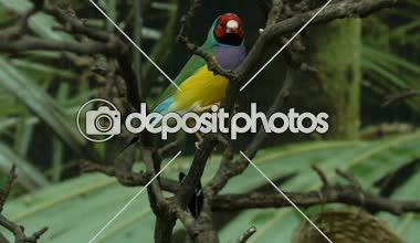 Bayan Gouldian finch, ağaç dallarında, egzotik pets atlamalı küçük renkli kuş