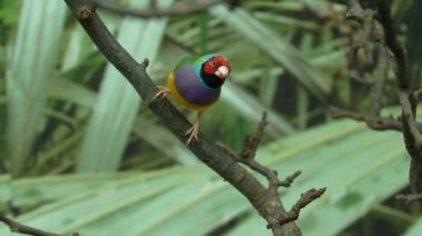 Egzotik küçük renkli evde beslenen hayvan kuş Bayan Gouldian finch ağaç dalı atlama