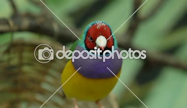 Küçük renkli kuş Bayan Gouldian finch egzotik pets ağaç dalları üzerinde oturan