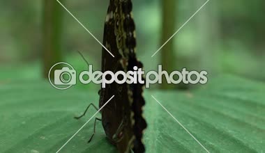 Böcekler Evcil hayvan, yaprak Park, Entomoloji oturan güzel nadir kelebek