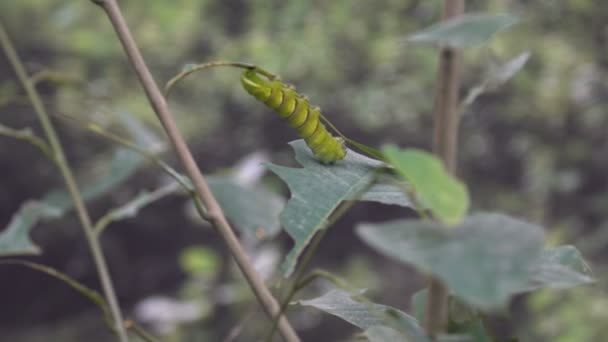大的美丽的绿色异国情调的毛毛虫坐在叶子上 昆虫学 — 图库视频影像