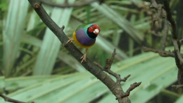 Pájaro Exótico Colorido Lady Gouldian Pinzón Saltando Rama Del Árbol — Vídeo de stock