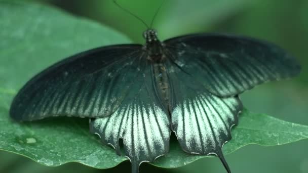 Grön Svart Vita Vackra Exotiska Fjäril Sprida Vingar Insekter Som — Stockvideo
