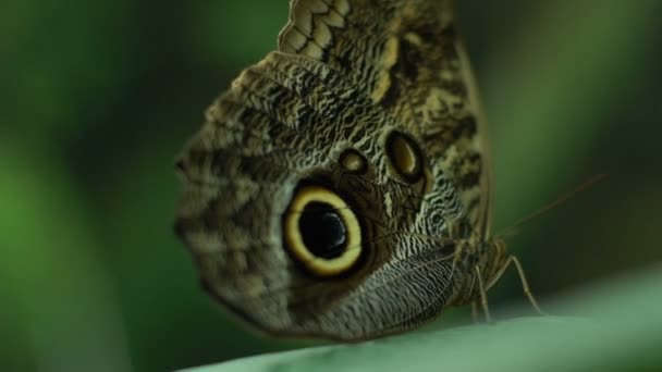 Dél Amerika Gyönyörű Egzotikus Pillangó Caligo Memnon Rovartan Hobbi — Stock videók