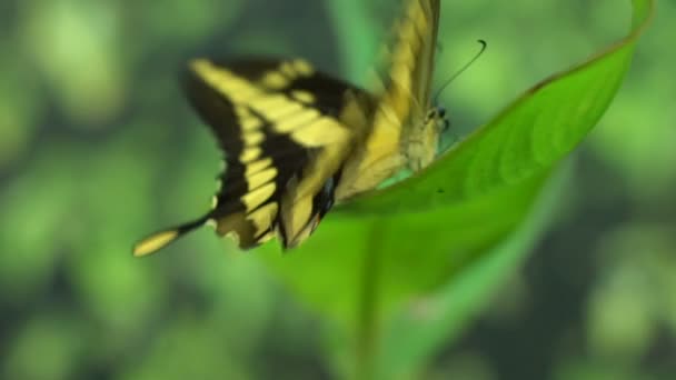 北アメリカの昆虫 美しいエキゾチックな蝶アゲハ トアス — ストック動画