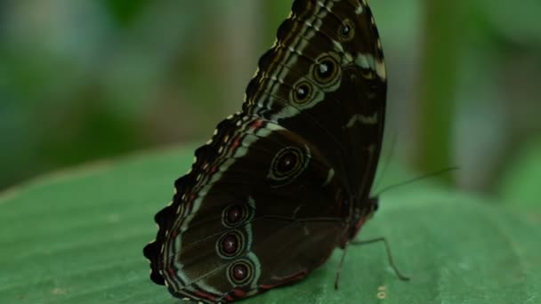 美丽的罕见蝴蝶坐在叶子侧身 昆虫学科学 — 图库视频影像