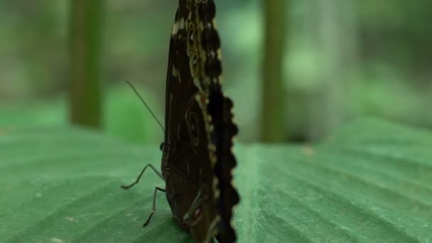 Insetti Animali Domestici Bella Farfalla Rara Seduta Foglia Parco Entomologia — Video Stock