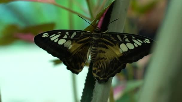 Parthenos Sylvia Hermosa Mariposa Exótica Del Sudeste Asiático Entomología — Vídeos de Stock