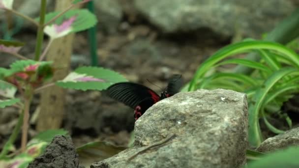 Bella Farfalla Nera Rossa Esotica Seduta Sulla Pietra Insetti Animali — Video Stock