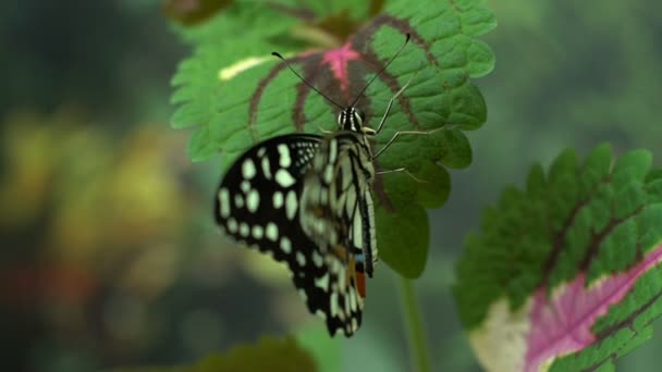 Papilio Demoleus Hermosa Mariposa Exótica Asia Pasatiempo Entomología Insectos — Vídeos de Stock