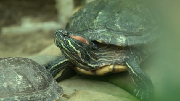 来自美国南部和墨西哥北部的池塘滑龟 异国情调的宠物 — 图库视频影像
