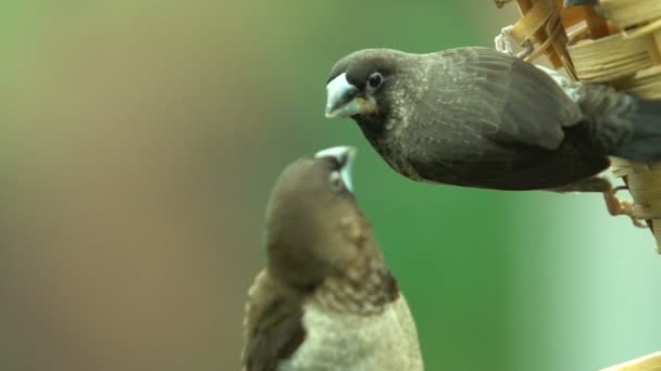 Pájaros Sentados Nido Cesta Cantando Hablando Familia Paja Común — Vídeos de Stock