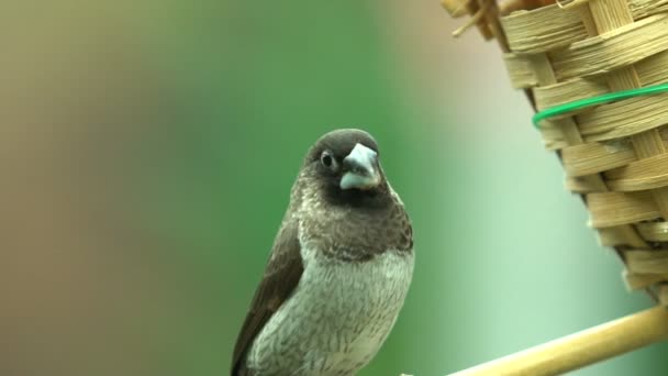 Animal Estimação Pássaro Exótico Chiffchaff Comum Sentado Perto Cesta Ninho — Vídeo de Stock