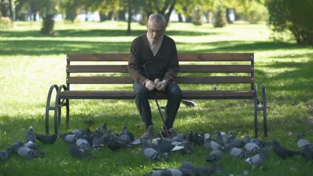 Homem Velho Calmo Sentado Banco Parque Alimentando Pombos Solidão Velhice — Vídeo de Stock