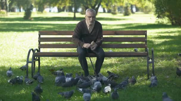 Hombre Anciano Sonriente Relajándose Alimentando Palomas Parque Feliz Retiro — Vídeos de Stock