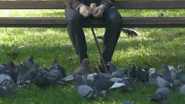 Чоловік Годує Голубів Парку Сидить Лавці Пенсійне Дозвілля Дике Життя — стокове відео