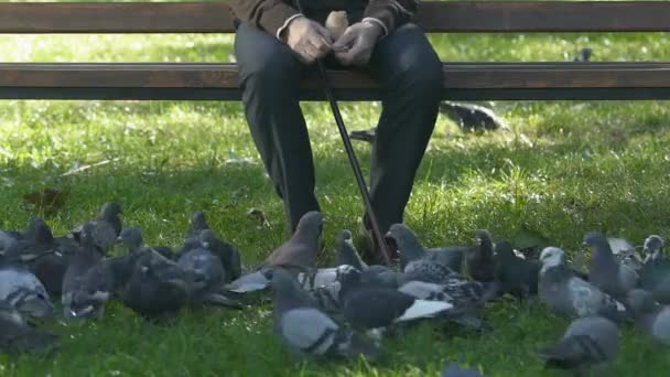 Pombos Alimentação Masculinos Aposentados Parque Banco Sentado Lazer Pensão Vida — Vídeo de Stock