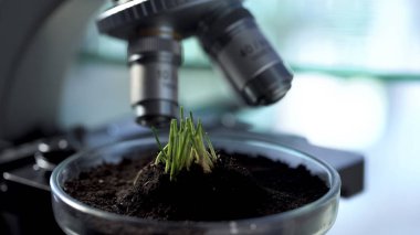 Lahanası büyüme Petri dish, ziraat mühendisi tahıl yeni çeşitlerin ıslahı üzerinde