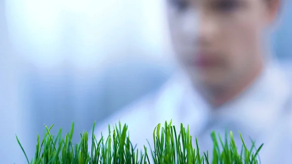 Agrónomo Observando Cambios Trigo Criado Artificialmente Experimento Científico — Foto de Stock