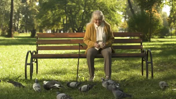 Boldog Idős Hölgy Ült Padon Parkban Galambok Etetés Idős Szabadidő — Stock videók