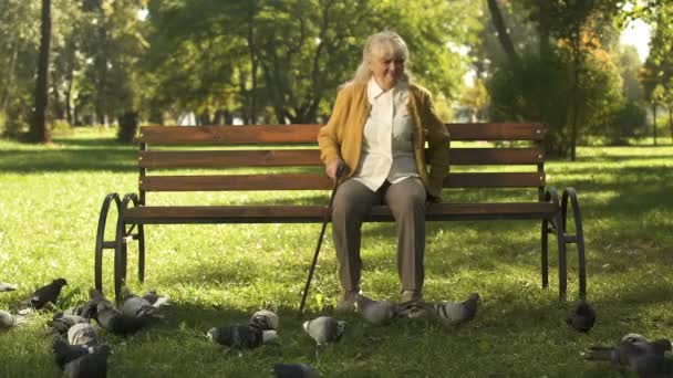 気難しい老婦人 Shooing 離れてハト 不幸な高齢者の公園でベンチに座って — ストック動画