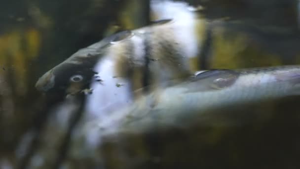 Tote Fische Verschmutztem Fluss Verunreinigung Durch Ins Wasser Geworfene Abfälle — Stockvideo