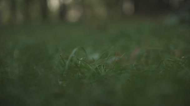 Hand Berührt Gras Einheit Mit Der Natur Sorge Für Die — Stockvideo