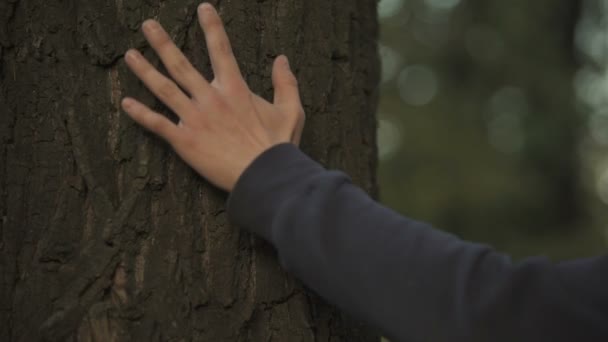 Mężczyzna Dotyka Ogarnięcie Drzewo Genealogiczne Kontakt Przodków Genealogia — Wideo stockowe