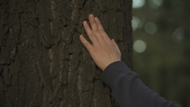 Мужчины Рука Трогают Ствол Дерева Любящая Природа Охрана Окружающей Среды — стоковое видео