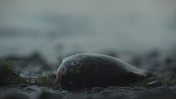 Мертва Риба Лежить Узбережжі Трагедія Океані Екологічна Катастрофа Екологія — стокове відео