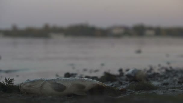 Nehir Kıyısında Zehirli Atık Doğa Zarar Yalan Koku Ölü Balık — Stok video