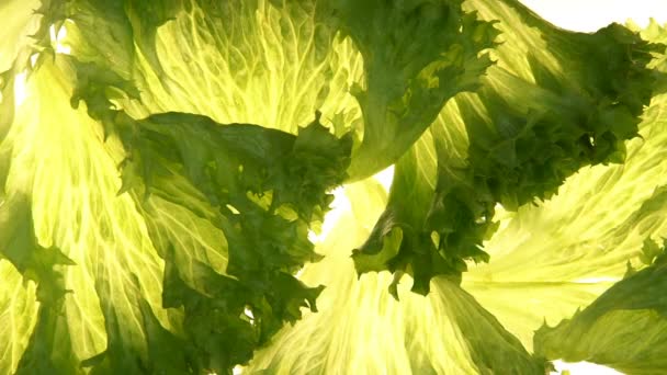 Sla Opleggen Van Witte Achtergrond Ingrediënt Voor Salades Gezonde Vitamine — Stockvideo