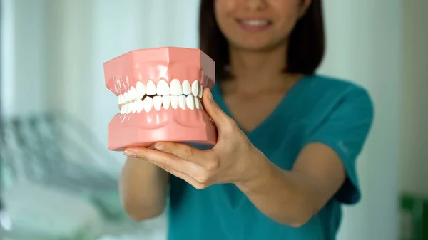 Sorrindo Senhora Dentista Segurando Modelo Mandíbula Serviços Profissionais Dentes Saudáveis — Fotografia de Stock