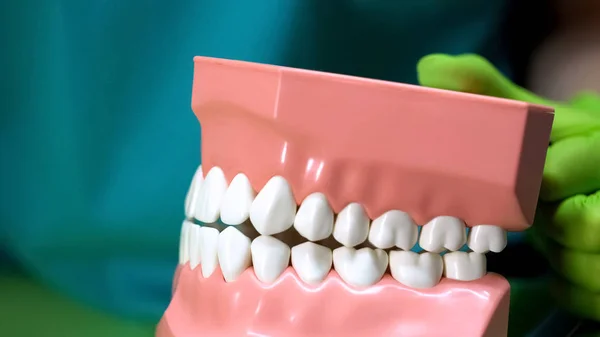 Dentista Segurando Modelo Mandíbula Artificial Demonstrando Regras Atendimento Odontológico Aos — Fotografia de Stock