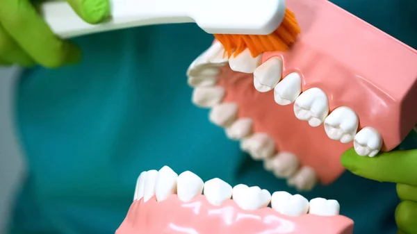 Dentist Demonstrating Jaw Mock Toothbrush How Clean Teeth Correctly — Stock Photo, Image