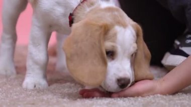 Okşayarak ve köpek, evlat edinme ve bakım ev evde beslenen hayvan, hayvan besleme çocuk