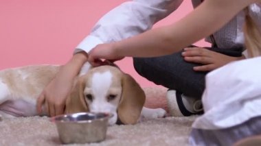 Aile evde beslenen hayvan, beagle, çocuklar için en iyi cins köpek yavrusu ile oynayan çocuklar yakın çekim