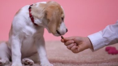 Güzel aile evde beslenen hayvan, köpek yavrusu elden besleme ve başını okşayarak çocuk, yakın çekim