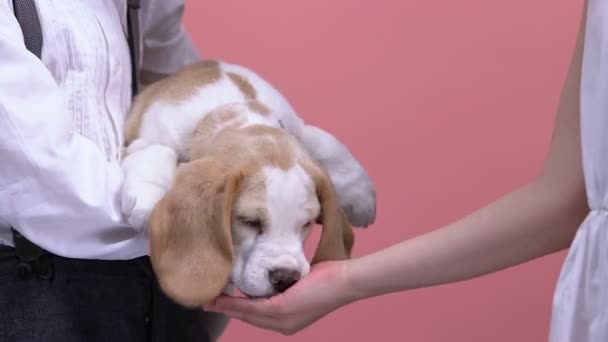 Kinder Spielen Mit Welpen Füttern Haustier Aus Offener Palme Tiere — Stockvideo