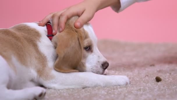小さな子犬 ホームレス動物の採用 ケアと優しさをなでる手 — ストック動画
