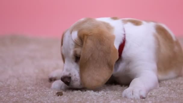 Pequeño Perro Beagle Jugando Con Comida Tiempo Feliz Nuevo Hogar — Vídeo de stock