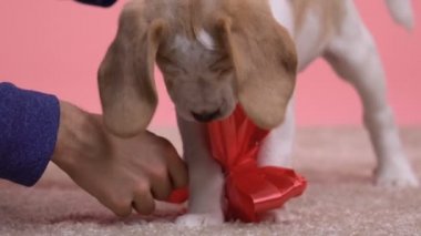 Güzel beagle elinden almaya çalışırken sahibi çiğneme kırmızı yay ile oynamak