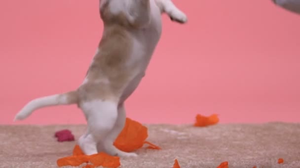 Niño Jugando Con Lindo Perrito Sobre Fondo Rosa Encantadora Mascota — Vídeos de Stock