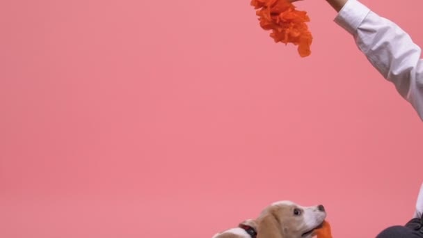 小さな男の子が遊んで ジャンプする犬を教えるビーグル子犬ペット採用 — ストック動画