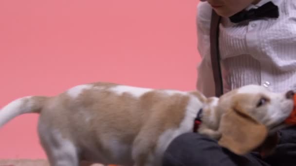 子供かわいい犬と遊ぶグッズ ポンポン 最高の誕生日プレゼントを奪うようにしようと — ストック動画